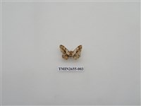藏品(尺蛾188)的圖片